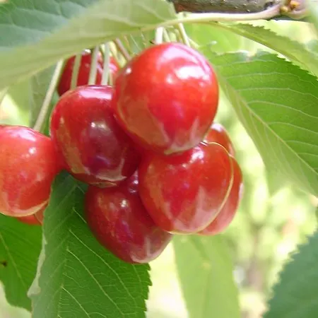 Dorf Gut Zur Warte 3*